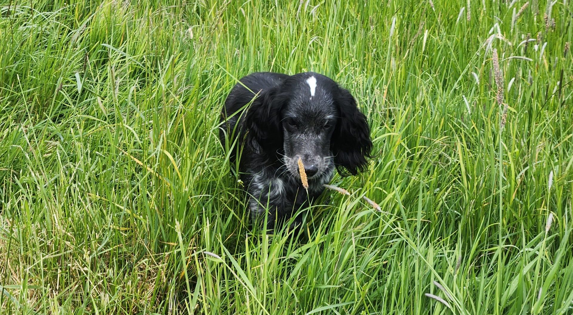 Blue Picardy puppies